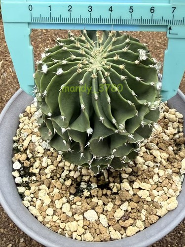 Geohintonia mexicana - geohintonia,