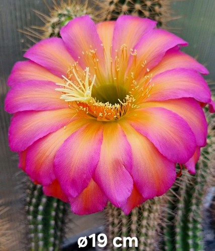 Ibrido trichocereus x - ×,