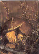 XEROCOMUS BADIUS BOLETI  FUNGHI CHAMPIGNONS  PILZE MUSHROOMS PLANET VERLAG BERLI