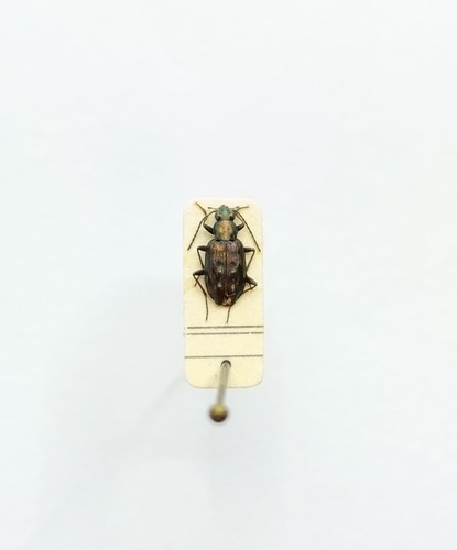 Entomology taxidermy - entomology,