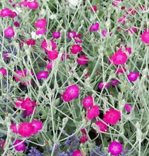 50 semi ? Crotonella coronaria ? Silene Cotonaria ? Adonis coriaceo ? 2025