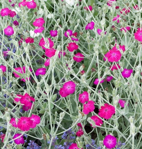 Semi crotonella - 🌺,