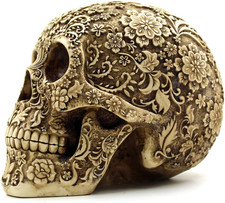 Cranio Umano Modello Teschio