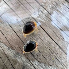 Uova di conchiglia asiatiche