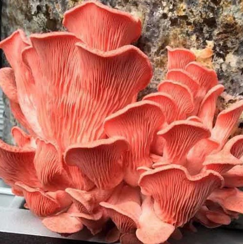 Pleurotus flabellatus ostrica
