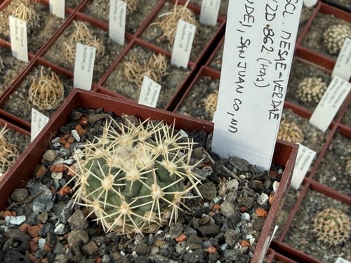 Pediocactus mesae verdae vzd - mesae-verdae,