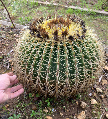 Echinocactus grusonii pianta - echinocactus,