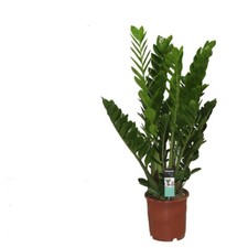 Zamioculcas Zamiifolia Zanzibar piuma della felicità pianta d'appartamento pianta verde 