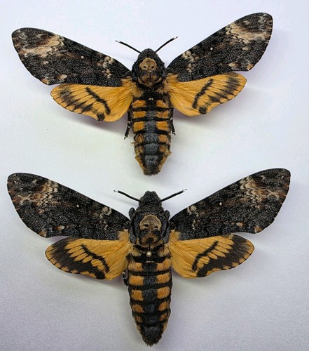 Archerontia atropos set - x, 2
