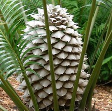 Lepidozamia peroffskyana - Zamia squamosa | Queensland Cycad