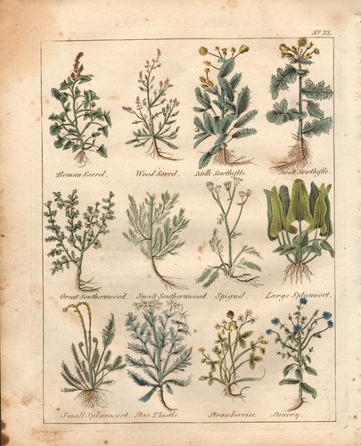 1810 print culpepers herbal - culpepers,
