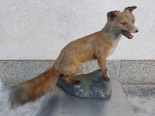 Volpe Rossa  imbalsamata tassidermia taxidermy Red Fox rofeo di caccia