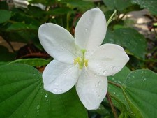 Bauhinia acuminata WHITE