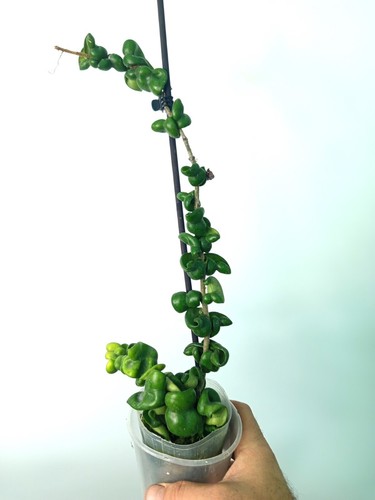 Hoya carnosa compacta - hoya, 'compacta
