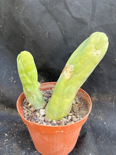 Bridgesii inermis monster - t.,