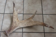 CORNA DI ALCE SVEDESE