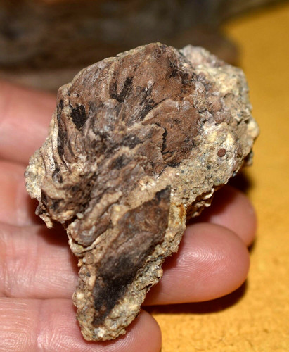 Cono abete fossile - cono, di