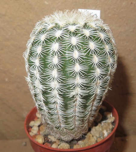 Echinocereus richenbachii var