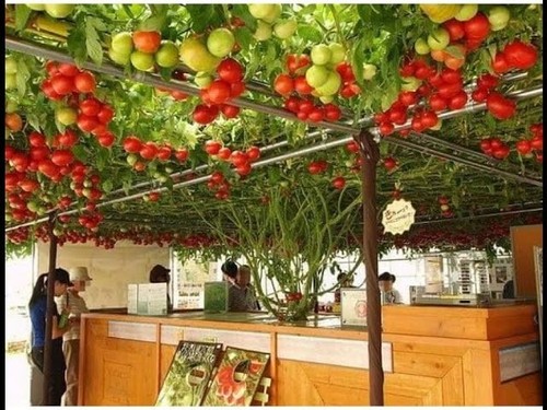 Albero gigante pomodoro - pomodoro,