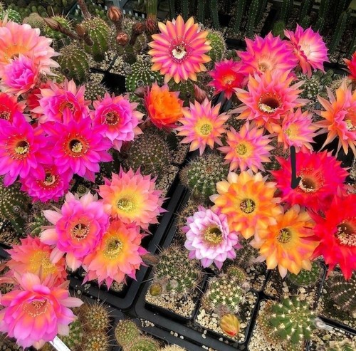 Echinopsis hybrid mix - , seeds