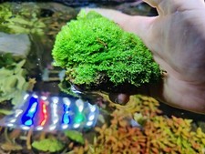  Riccia Dwarf 10x10cm  muschio Piante acquario Moss 