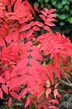 Semi di pistacchio cinese pistacchio chinensis - semi