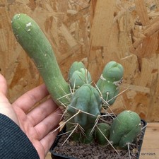 Triko cereus bridgesii