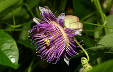 Passiflora serrulata 10 semi