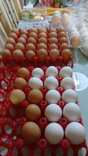Uova galline super ovaiole - uova, di