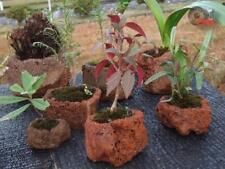 PIETRA DA GIARDINO FIORIERA 20/30 cm IN PIETRA LAVICA