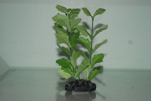 Acquario shinnsia rivularis - shinnsia,