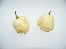 HABANERO WHITE GIANT, 25 semi peperoncino + OMAGGIO