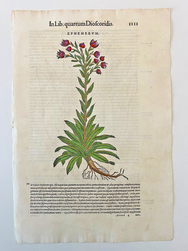 Mattioli xilografia 1500 - mattioli,