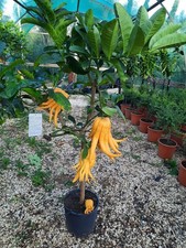 Limone "Mano di Buddha" cedro
