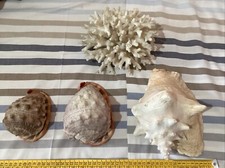 Corallo E Conchiglie Blocco