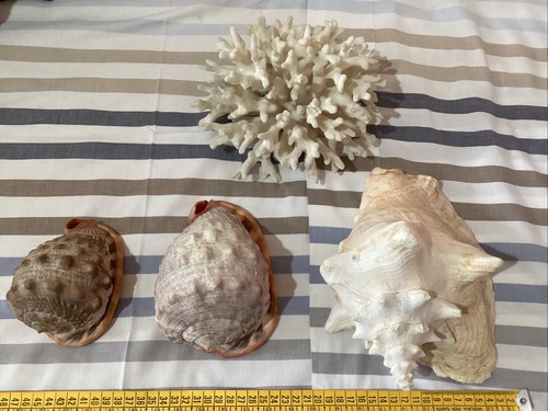 Corallo conchiglie blocco - e,
