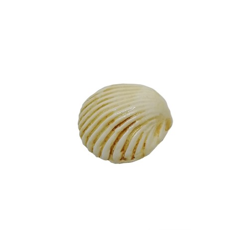 Calamita magnete conchiglia