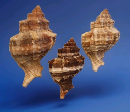 Hexaplex trunculus lotto - trunculus,
