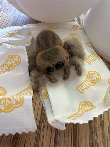 Zuru mini brands - zuru, pets