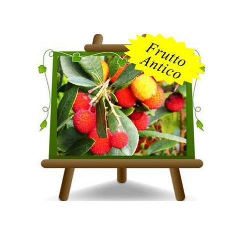Corbezzolo arbutus unedo - arbutus,
