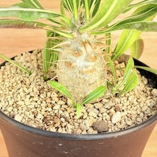 Pachypodium horombense ,  pot