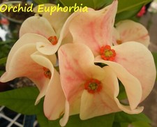 Euphorbia Milii ORCHIDEA EUFORBIA Corona di Spine Thai Hybrid Corona de Cristo
