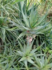 500 Gr di Foglie ALOE ARBORESCENS taglio fresco pianta biologica GEL