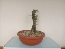 BONSAI CRATAEGUS