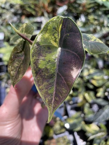 Alocasia azlanii aurea - alocasia,