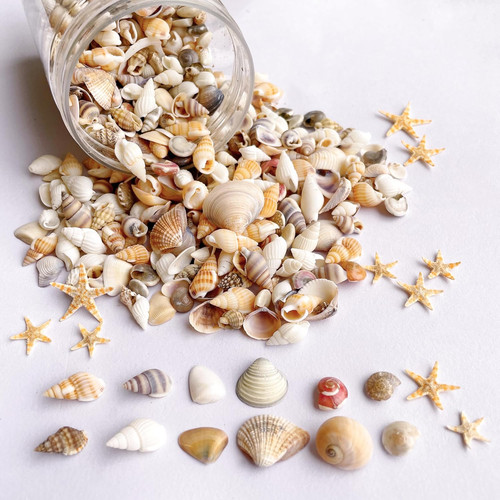 1200 piccole conchiglie marine - piccole,