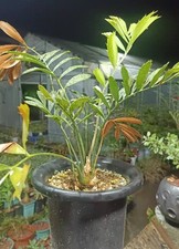 Rara boutique crescita semina Encephalartos ferox WYSIWYG