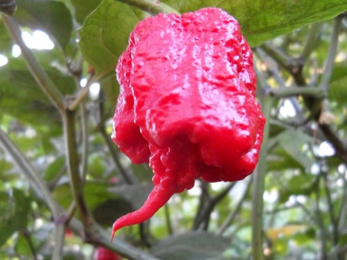 Carolina reaper il - carolina,