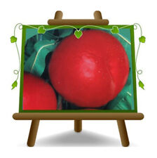 Nettarine a Polpa Gialla Nectaros pianta alta 150-170 cm Eta: 2 anni Vaso: 20 cm