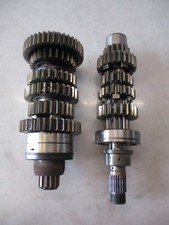 Alberi Albero Primario E